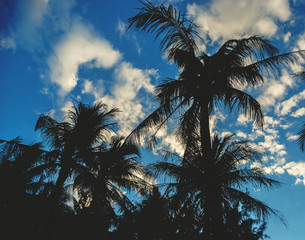 Palms silhouettes over blue sky with white clouds.