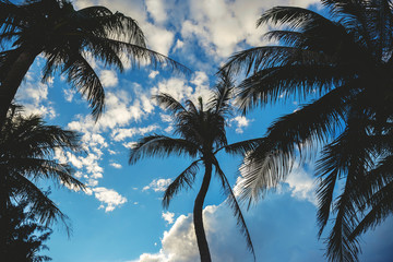Fototapeta na wymiar Palms silhouettes over blue sky with white clouds.