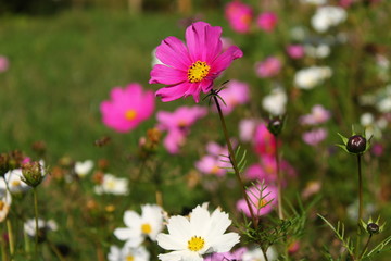 Pink cosmos flower in the garden , autumn moments