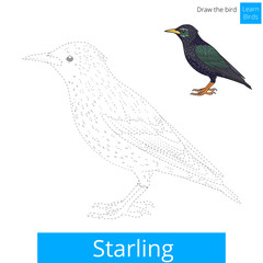 Starling bird learn to draw vector