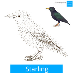 Starling bird learn to draw vector