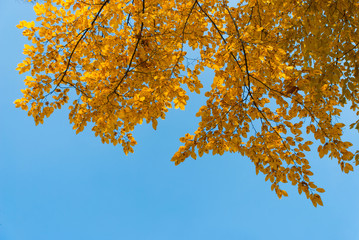 Autumn leaves with blue sky as background
