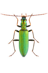 Metallic green beetle Chrysanthia viridissima isolated on white background, dorsal view.