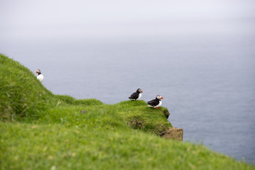 Atlantic puffins, Fratercula arctica in its colony