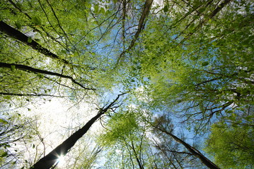 Blick in den Himmel im Frühjahr