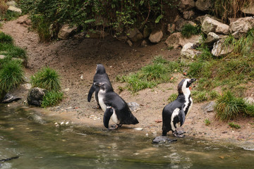 Penguins near the water.