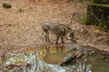 Warthog at the watering.