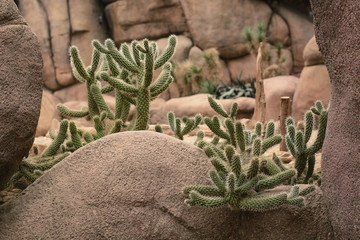 Cactus Garden in the park.