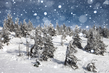 Trees covered with hoarfrost and snow in mountains