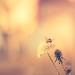 Bee on white flower in park
