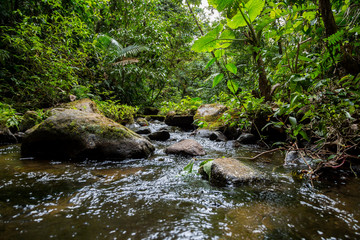 Naklejka na ściany i meble ein kleiner Fluss im grünen dichten Dschungel in Costa Rica