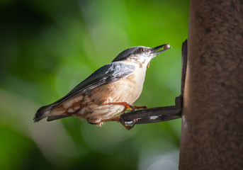 Nut Hatch