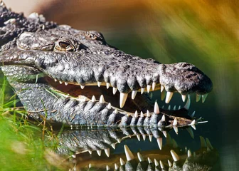 Keuken foto achterwand Krokodil Gevaarlijke Amerikaanse krokodil in water