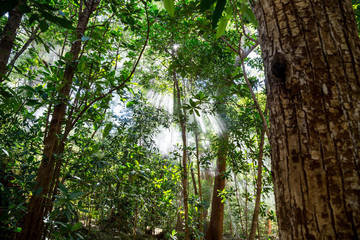 Fototapeta premium Nebel und Sonnenstrahlen im grünen dichten Dschungel in Costa Rica