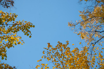 Autumn leaves with blue sky as background