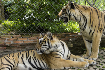 Fototapeta na wymiar Two tigers in Tiger Temple, Chiang Mai