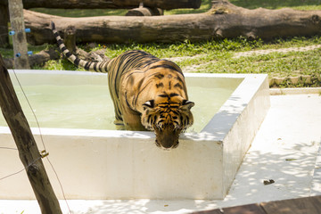 Taking a bath in Tiger Temple, Chiang Mai