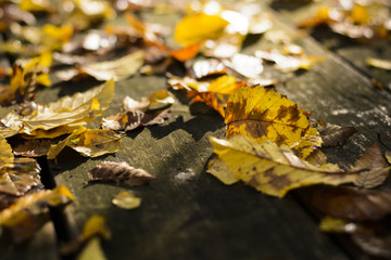 Yellow leaves fall on wood table during autumn season