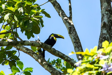 eine schöner Tukan sitzt auf dem Baum © Robert Leßmann