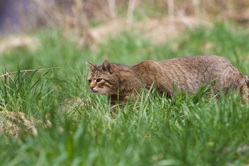 Katze schleicht sich an