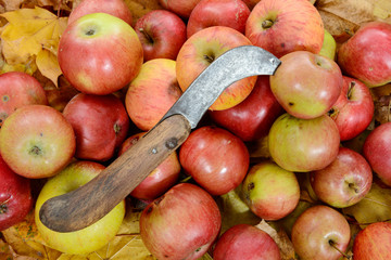 many beautiful red apples with an old knife