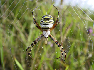 Argiope Bruennichi, Argiope fasciée, Wasp Spider