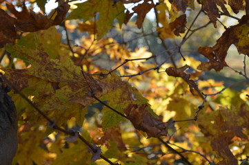 Golden leaves 