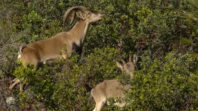  female and male Iberian ibex eating the bushes in the forest     