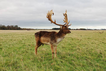 Deer in Phoenix Park