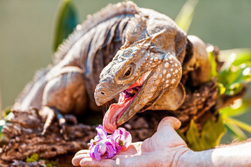 Man Feeding Orchids To Blue Iguana