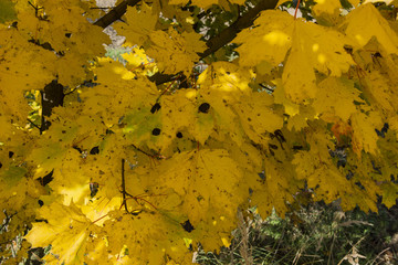 maple leaves with black spots in autumn colors on a tree