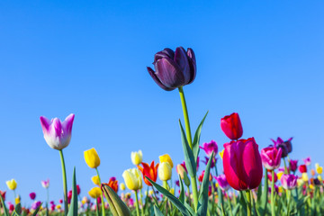 field with blooming colorful tulips