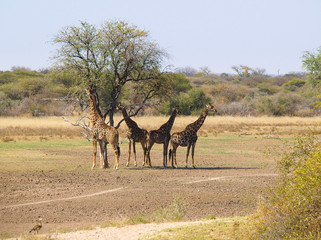 Giraffe in the savanna Botswana