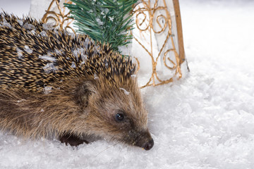 Little hedgehog searching for fodder in the snow © Manuel Findeis