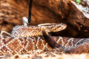 South American Rattlesnake Being Picked Up With Hook