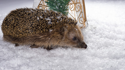 Little hedgehog searching for fodder in the snow