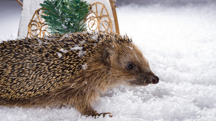 Little hedgehog searching for fodder in the snow