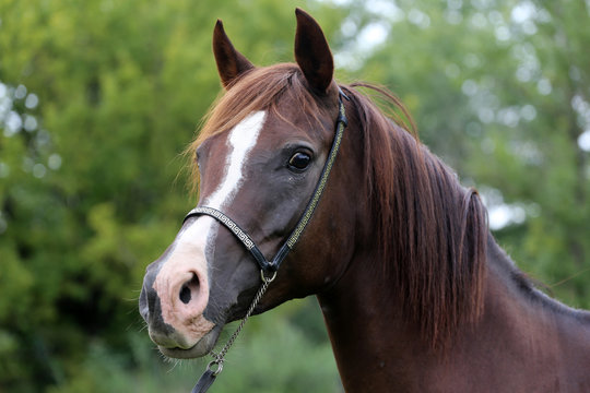 Purebred arabian horse head on natural background
