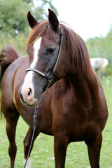 Beautiful chestnut horse head on meadow summer time