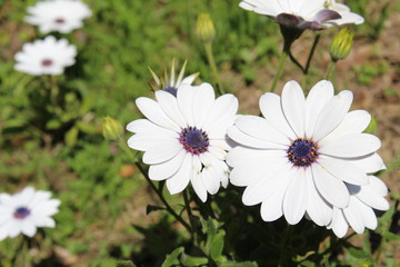 Obraz premium Beautiful nature scene