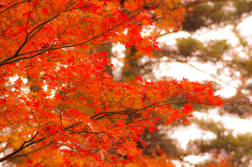 六観音御池のモミジ