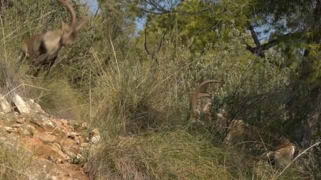  Iberian ibex males fighting in the rutting season in the Mediterranean forest