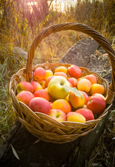 Toned shot of wicker basket full of red apples