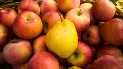 Closeup of ripe yellow pear lying on red apples in basket