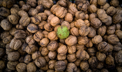 Closeup of fresh raw walnut in peel lying on pile of dried walnu