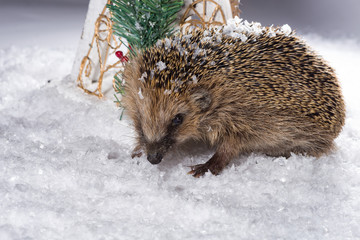 Little hedgehog searching for fodder in the snow