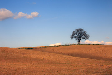 Obraz premium Albero solitario.
