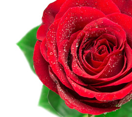 Rose flower isolated on white