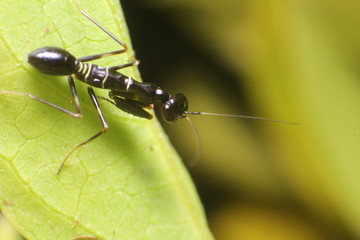 Small insect in the garden