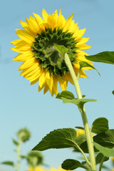 Sunflower over blue sky background
